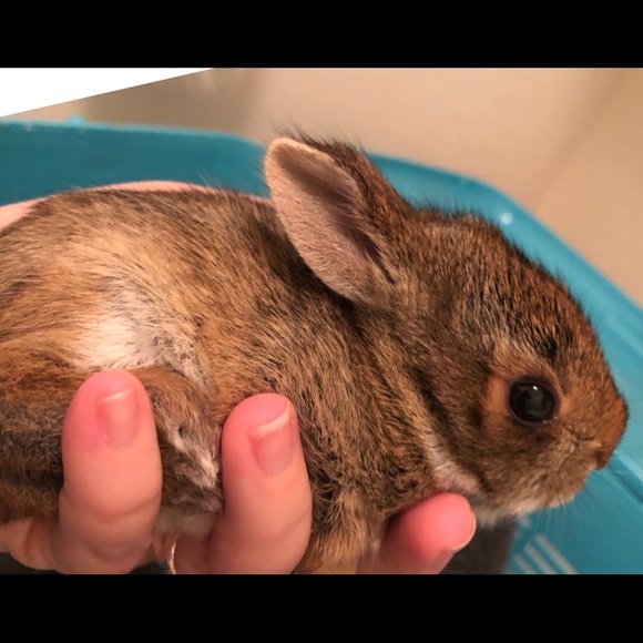 Meet your Posher, Michelle 🦇🐢🦨🦝🐿🦡🦔🐀 - Picture 9 of 16